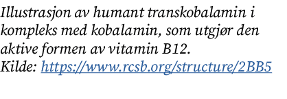 Illustrasjon av humant transkobalamin i kompleks med kobalamin, som utgj r den aktive formen av vitamin B12. Kilde: h...