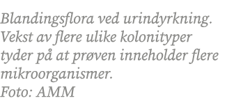 Blandingsflora ved urindyrkning. Vekst av flere ulike kolonityper tyder p at pr ven inneholder flere mikroorganismer...
